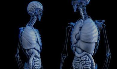 Human skeletons with visible organs