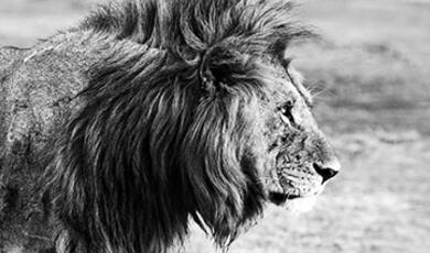 black and white photograph of lion from side