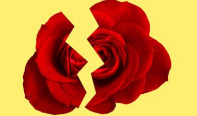 a rose broken in two on a yellow background