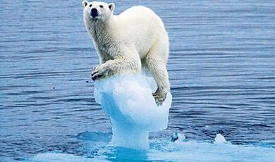 polar bear on ice