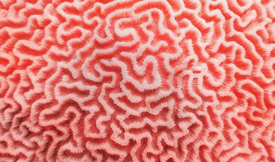 Pink, swirled, maze-like pattern reminiscent of brain surface
