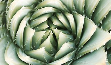 A close-up view of a Spiral Aloe (Aloe polyphylla) plant