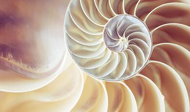 A cross-section of a nautilus shell revealing its intricate, spiraling chambers