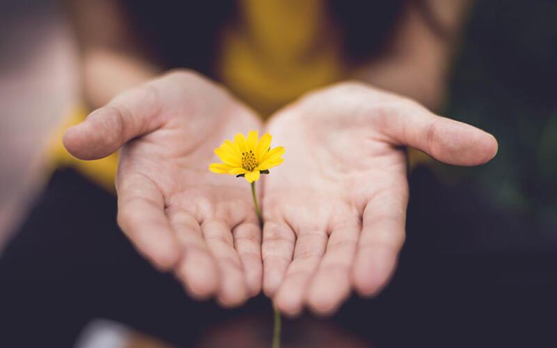 hands open holding yellow flower
