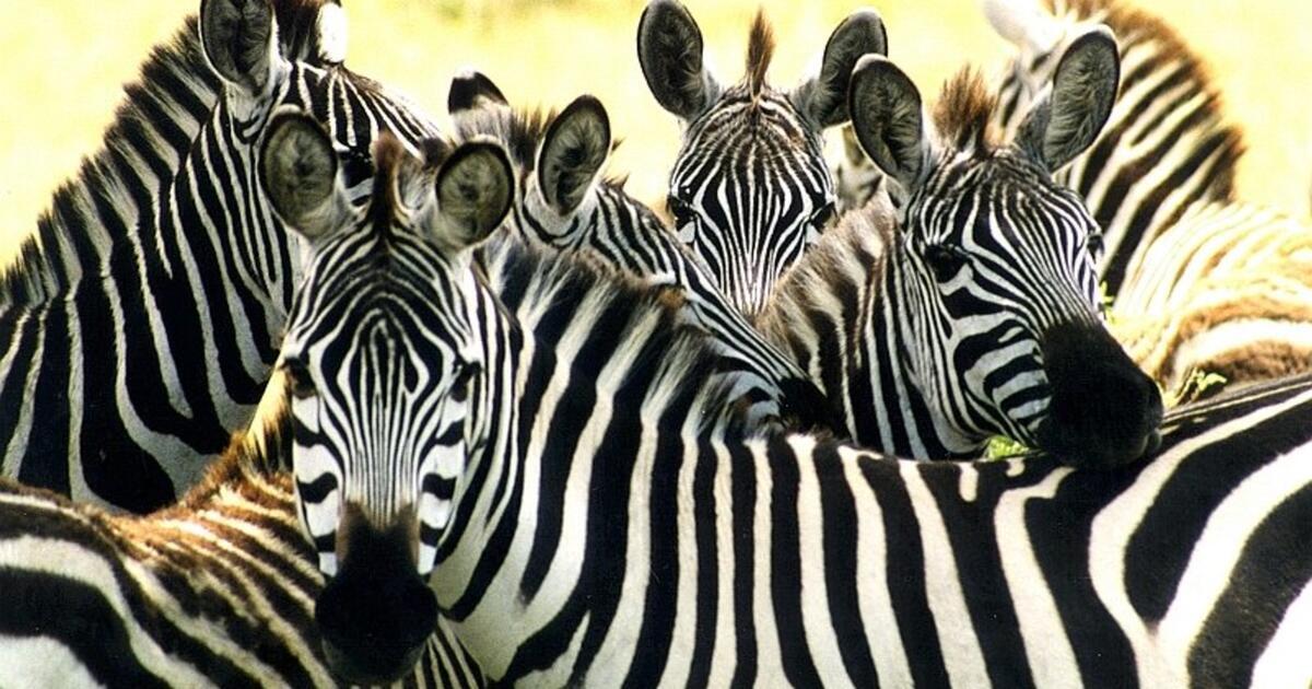 The pattern on the zebra' s back must transform from vertical