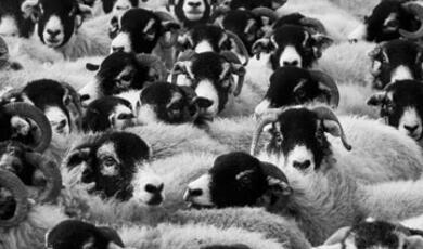 A flock of Herdwick sheep
