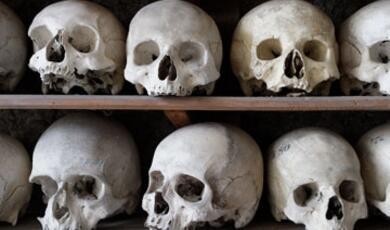 Skulls on a shelf