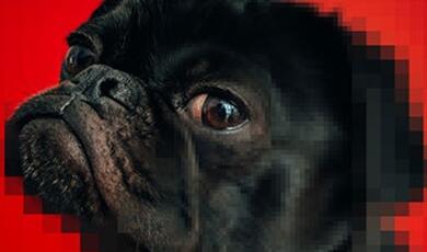 photo of pug dog face with pixelated edges