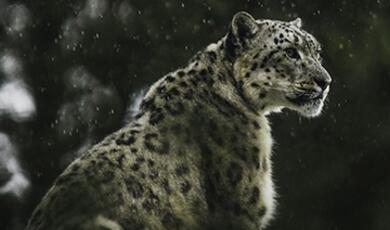 snow leopard