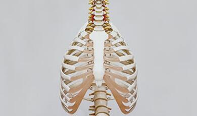 rib cage of skeleton