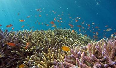 coral reef and many small orange fish