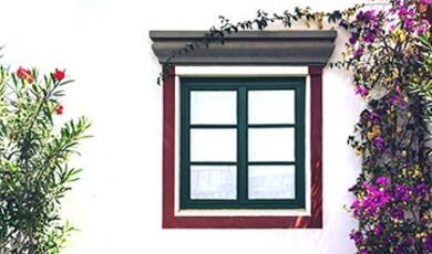 window and plants