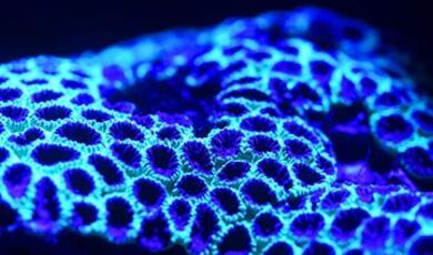 abstract, neon blue fungal like growth
