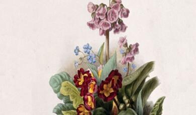 Botanical illustrations of flowering plants