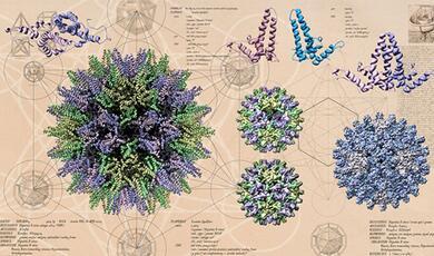 Drawing of viruses