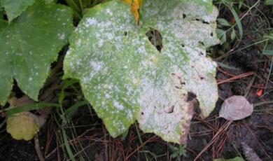 Powdery mildew on leaves
