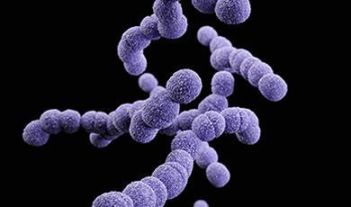 Streptococcus agalactiae