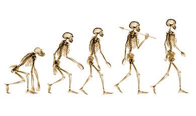 The evolution of man