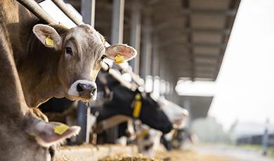 cows eating hay at a farm