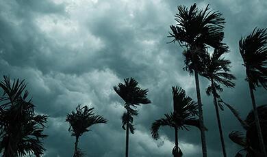 Silhouettes of palm trees against a dark, cloudy sky