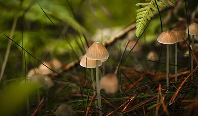 Several small, light-colored bonnet mushrooms with bell-shaped caps and thin stems growing among green foliage and brown debris on a forest floor