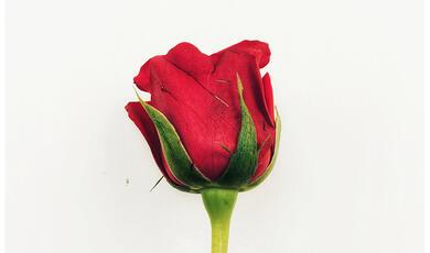 Red rose bud