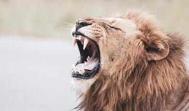 Lion mid-roar