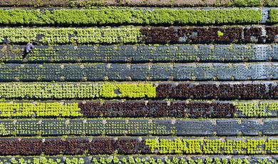 Field with many rows of different crops such as lettuce, taken from above